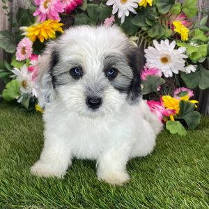Coton de Tulear Puppy Bubba