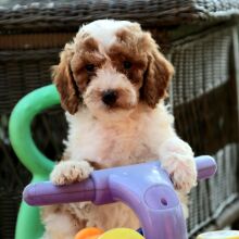 Goldendoodle Puppy Bubbles