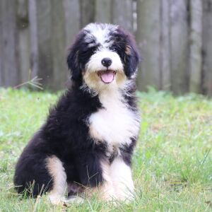 Bernedoodle Puppy Jace