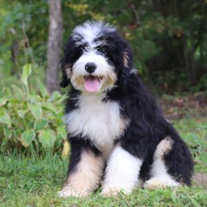 Bernedoodle Puppy Jace