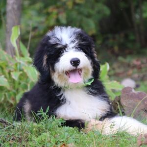 Bernedoodle Puppy Jace