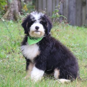 Bernedoodle Puppy Jace