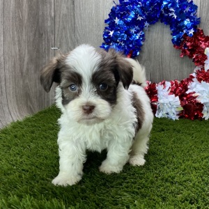Havanese Puppy Hank