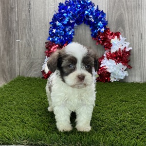 Havanese Puppy Hank
