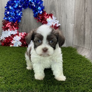 Havanese Puppy Hank
