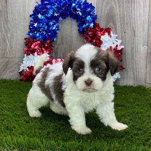 Havanese Puppy Hank