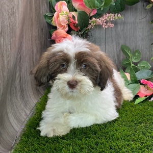 Havanese Puppy Hank
