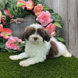 Havanese Puppy Hank