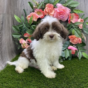 Havanese Puppy Hank