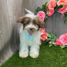 Havanese Puppy Hank
