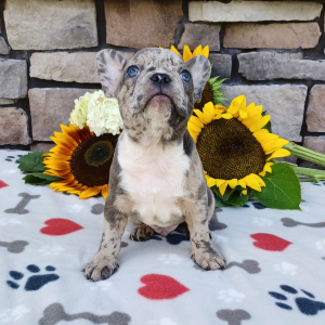 Frenchton Puppy Ted
