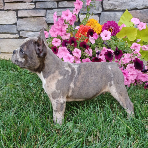 Frenchton Puppy Ted