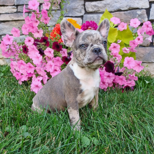 Frenchton Puppy Ted