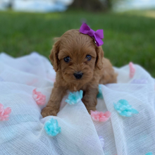 Cavapoo Puppy Ackley