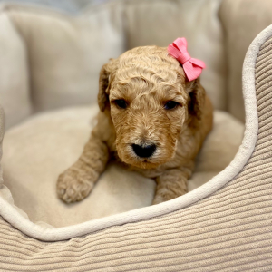 Springerdoodle Puppy Pavla