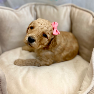 Springerdoodle Puppy Pavla