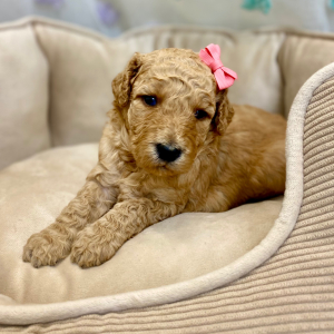 Springerdoodle Puppy Pavla