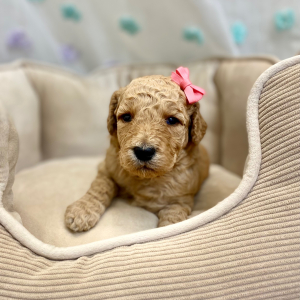 Springerdoodle Puppy Pavla