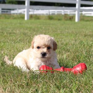 Bichonpoo Puppy Carter