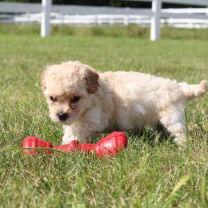 Bichonpoo Puppy Carter