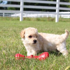 Bichonpoo Puppy Carter