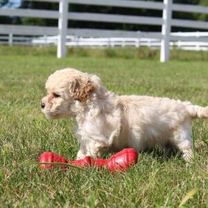 Bichonpoo Puppy Carter