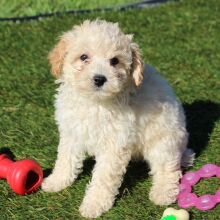 Bichonpoo Puppy Carter