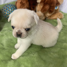 Pug Puppy Namaari