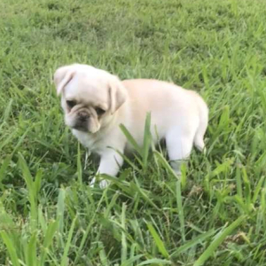 Pug Puppy Namaari