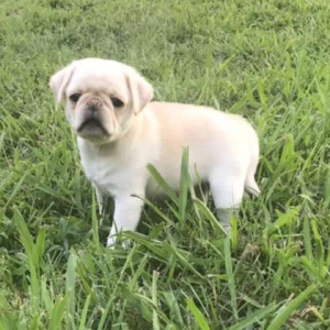 Pug Puppy Namaari