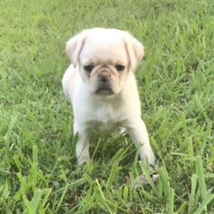 Pug Puppy Namaari