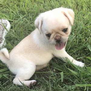 Pug Puppy Namaari
