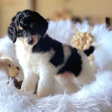 Poodle Puppy Amoureux