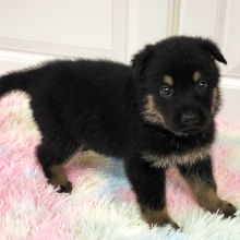 German Shepherd Dog Puppy Ellie Mae