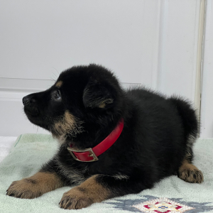 German Shepherd Dog Puppy Ellie Mae