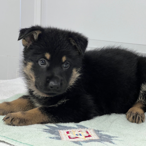 German Shepherd Dog Puppy Ellie Mae
