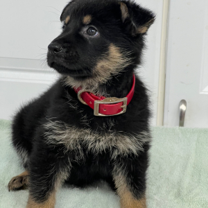 German Shepherd Dog Puppy Ellie Mae