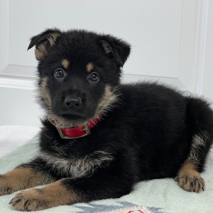 German Shepherd Dog Puppy Ellie Mae
