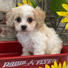 Cavachon Puppy Felix