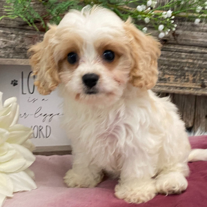 Cavachon Puppy Felix