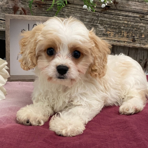Cavachon Puppy Felix
