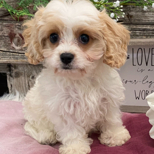 Cavachon Puppy Felix