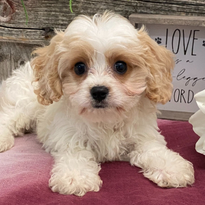 Cavachon Puppy Felix