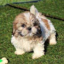 Shih Tzu Puppy Gus