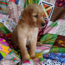 Golden Retriever Puppy Hoover