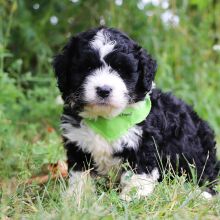 Bernedoodle Puppy Ken