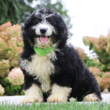 Bernedoodle Puppy Ken