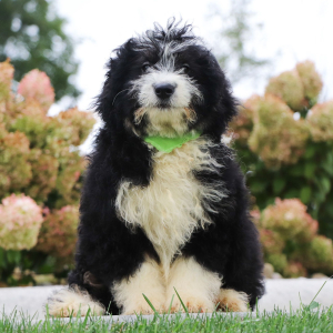 Bernedoodle Puppy Ken