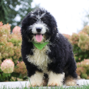 Bernedoodle Puppy Ken