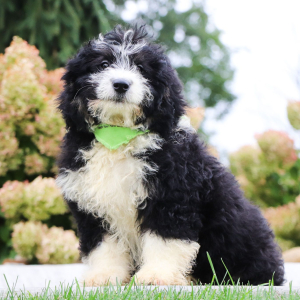 Bernedoodle Puppy Ken